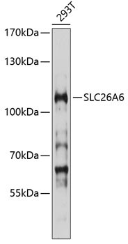 SLC26A6 Antibody in Western Blot (WB)