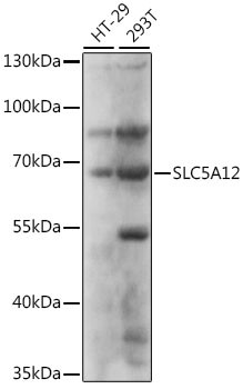 SLC5A12 Antibody in Western Blot (WB)