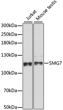 SMG7 Antibody in Western Blot (WB)