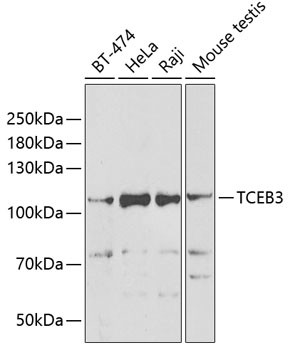 ELOA Antibody in Western Blot (WB)