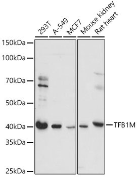 TFB1M Antibody in Western Blot (WB)