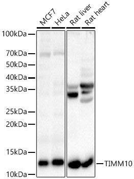 TIMM10 Antibody in Western Blot (WB)