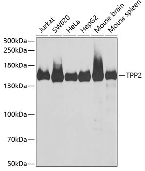 TPP2 Antibody in Western Blot (WB)