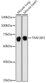 TRAF3IP2 Antibody in Western Blot (WB)