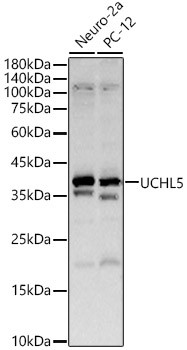 UCHL5 Antibody in Western Blot (WB)