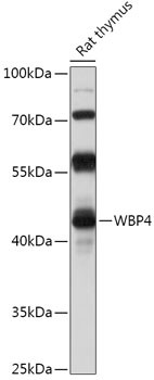 WBP4 Antibody in Western Blot (WB)