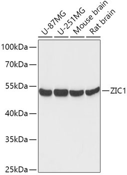 ZIC1 Antibody in Western Blot (WB)