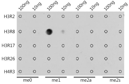 H3R8me1 Antibody in Dot Blot (DB)