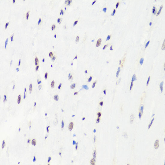 H3R8me1 Antibody in Immunohistochemistry (Paraffin) (IHC (P))