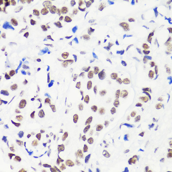 H3R8me1 Antibody in Immunohistochemistry (Paraffin) (IHC (P))