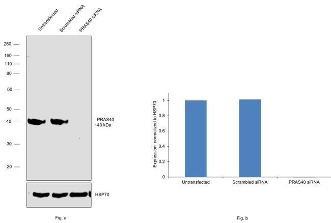 PRAS40 Antibody in Western Blot (WB)