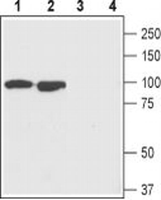 GluR1 (extracellular) Antibody in Western Blot (WB)