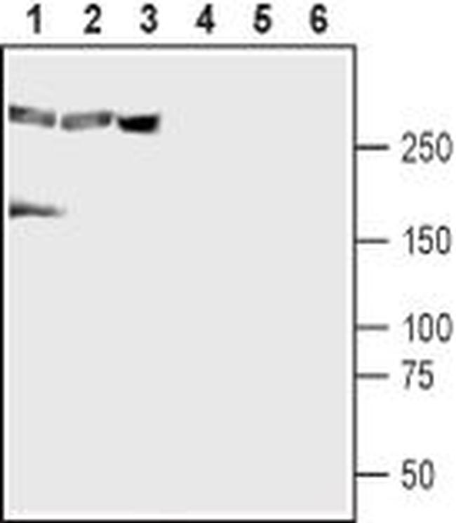 CaV1.3 Antibody in Western Blot (WB)