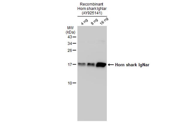 Horn shark IgNar Antibody in Western Blot (WB)
