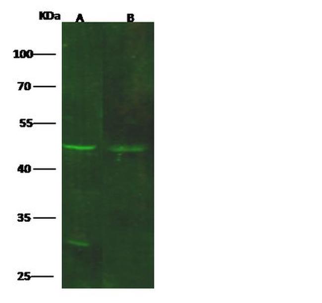 GDF3 Antibody in Western Blot (WB)