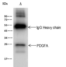 PDGF-A Antibody in Immunoprecipitation (IP)