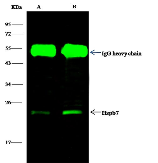 HSPB7 Antibody in Immunoprecipitation (IP)