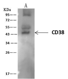 CD38 Antibody in Immunoprecipitation (IP)