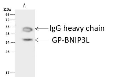 BNIP3L Antibody in Immunoprecipitation (IP)