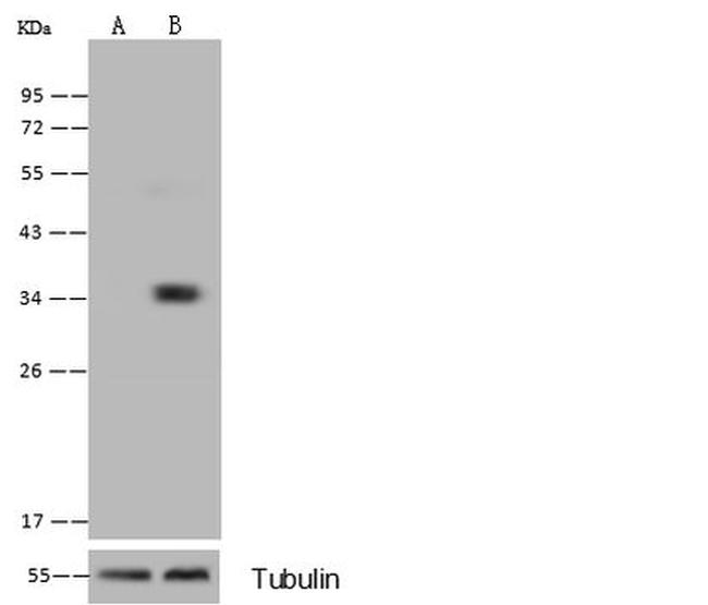 NUDT5 Antibody in Western Blot (WB)