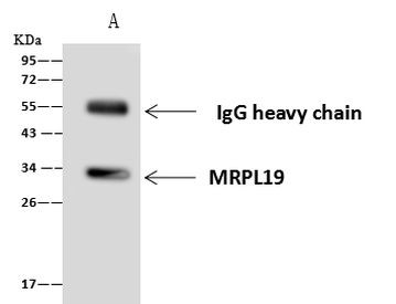 MRPL19 Antibody in Immunoprecipitation (IP)