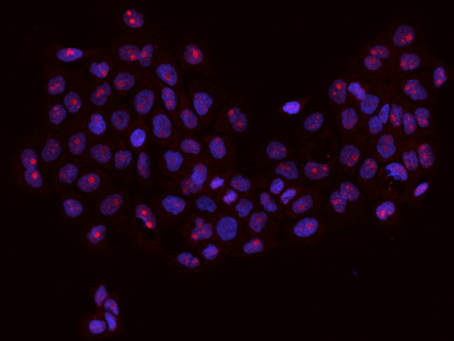 RBM34 Antibody in Immunocytochemistry (ICC/IF)