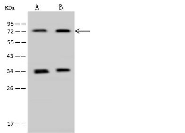 PAPSS1 Antibody in Western Blot (WB)