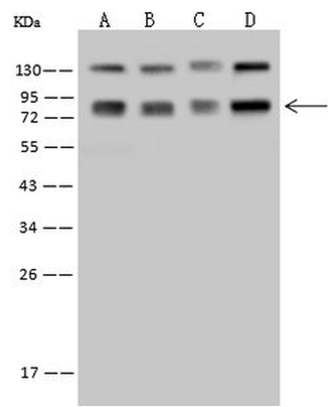 SRP72 Antibody in Western Blot (WB)