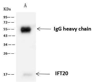 IFT20 Antibody in Immunoprecipitation (IP)