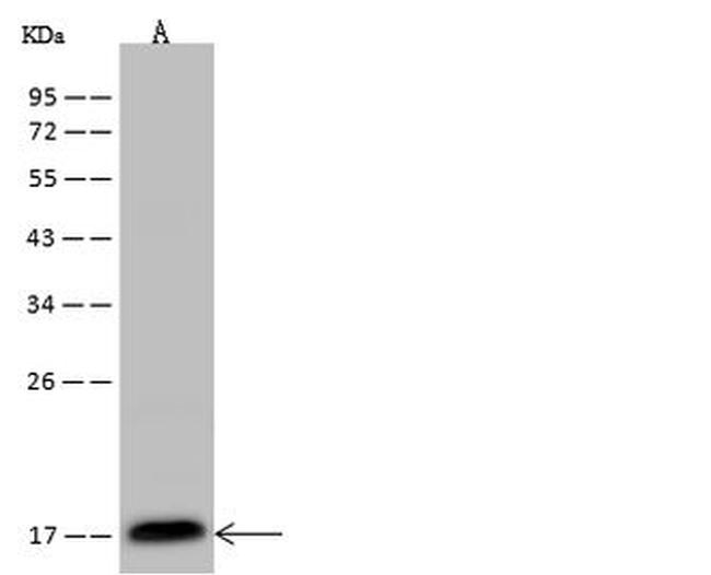 IFT20 Antibody in Western Blot (WB)