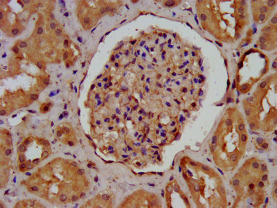 Agrin Antibody in Immunohistochemistry (Paraffin) (IHC (P))