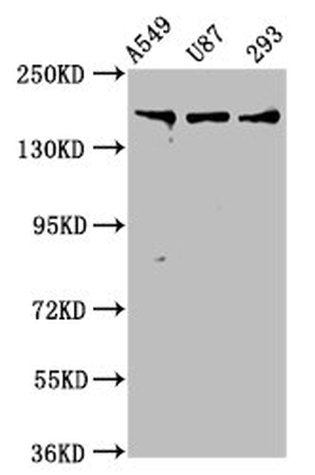 Agrin Antibody in Western Blot (WB)