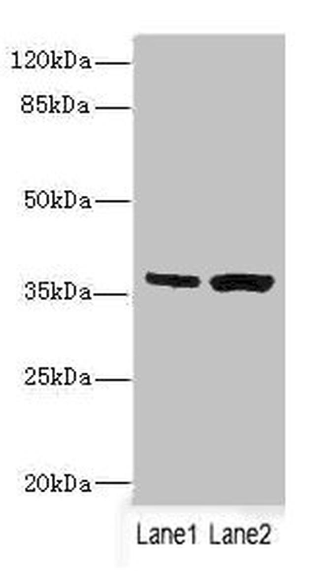 C1GALT1C1 Antibody in Western Blot (WB)