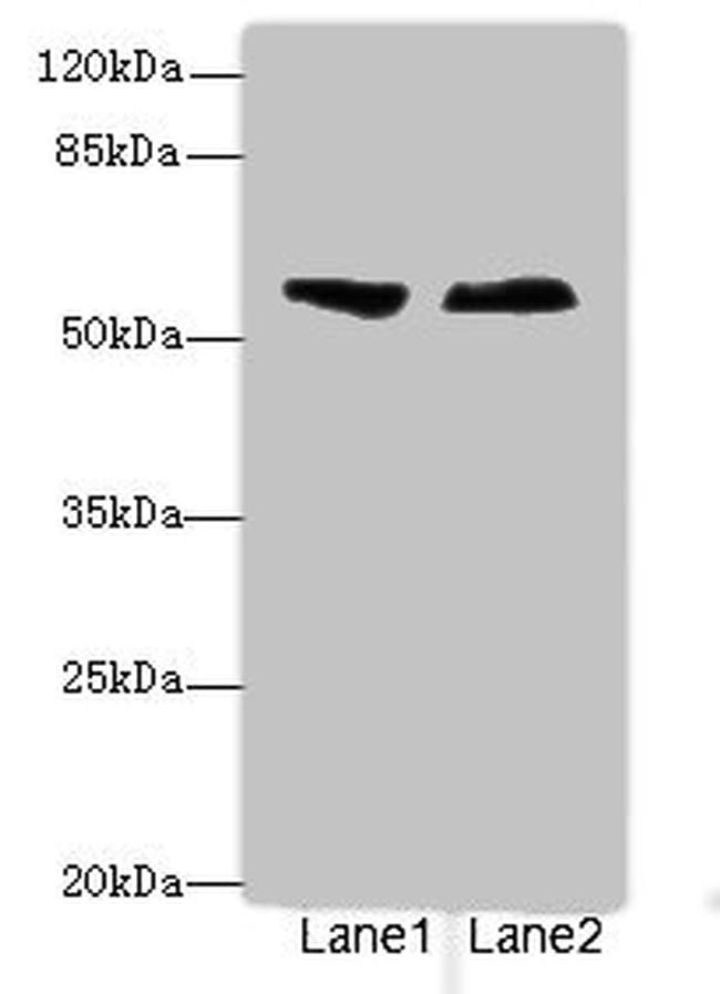 ENTPD2 Antibody in Western Blot (WB)