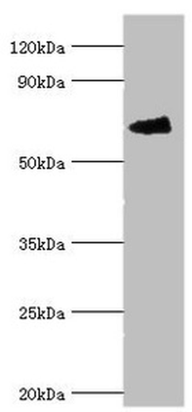 FANCG Antibody in Western Blot (WB)