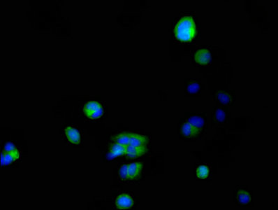 FKBP6 Antibody in Immunocytochemistry (ICC/IF)