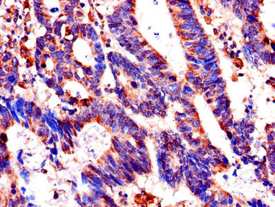 FKBP6 Antibody in Immunohistochemistry (Paraffin) (IHC (P))