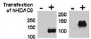 HDAC9 Antibody in Western Blot (WB)