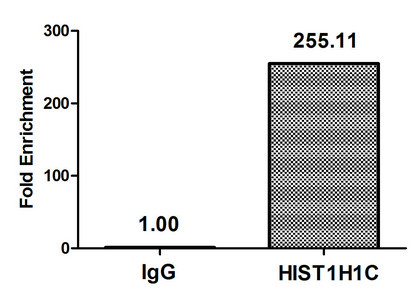 Acetyl-Histone H1.2 (Lys96) Antibody in ChIP Assay (ChIP)