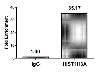 H3K4cr Antibody in ChIP Assay (ChIP)