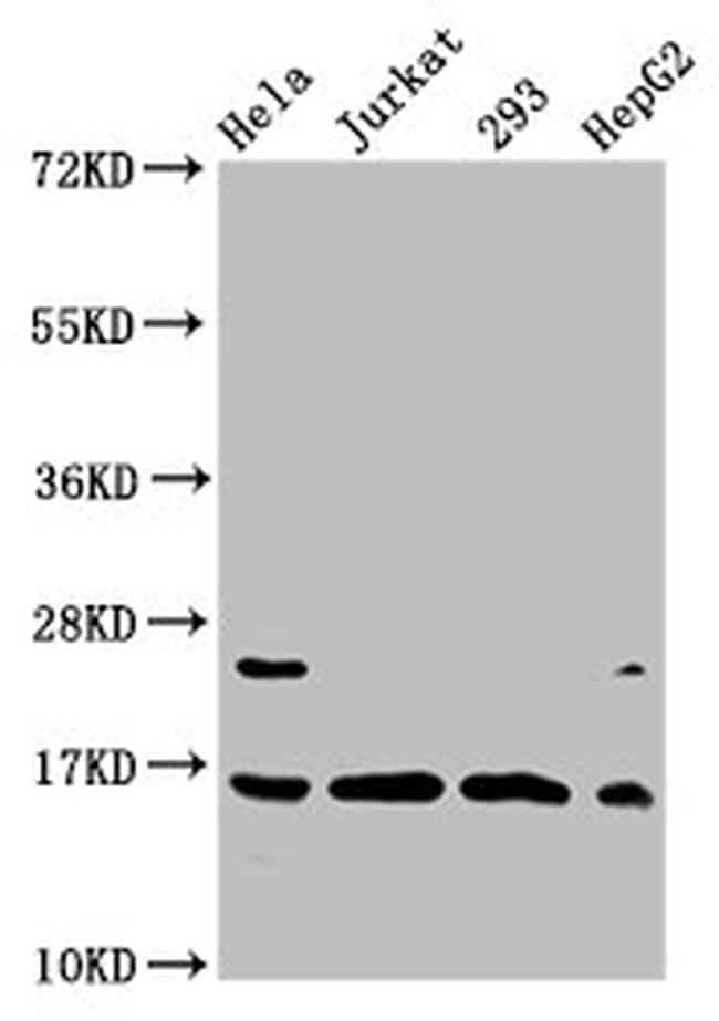 H3K4cr Antibody in Western Blot (WB)