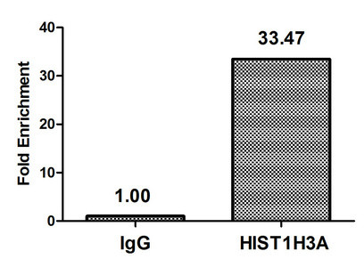 H3K9cr Antibody in ChIP Assay (ChIP)