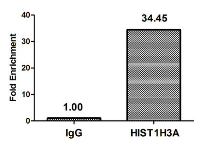 H3K37ac Antibody in ChIP Assay (ChIP)