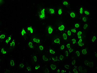 H3K37ac Antibody in Immunocytochemistry (ICC/IF)