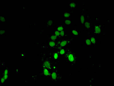 H3K4me3 Antibody in Immunocytochemistry (ICC/IF)