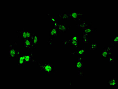 H4R3me1 Antibody in Immunocytochemistry (ICC/IF)