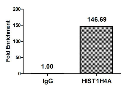 H4K5cr Antibody in ChIP Assay (ChIP)