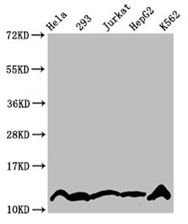 H4K5cr Antibody in Western Blot (WB)