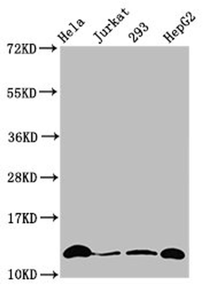 H4K12cr Antibody in Western Blot (WB)