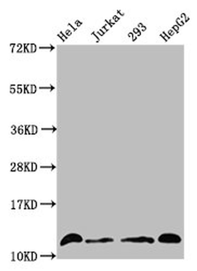 H4K16cr Antibody in Western Blot (WB)